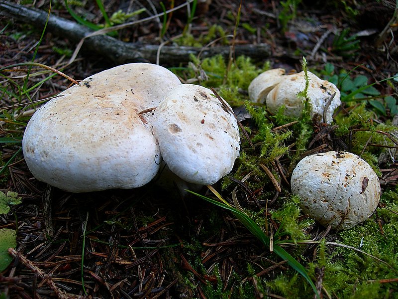 Leucopaxillus alboalutaceus (F.H. Mller & Jul. Schff.) Ml